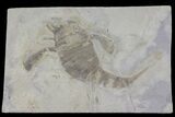 Eurypterus (Sea Scorpion) Fossil - New York #179509-1
